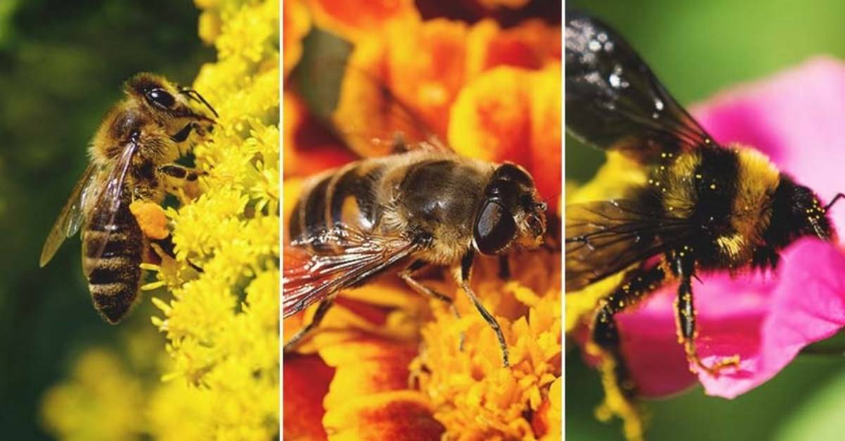 Species of Honeybees