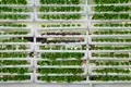 Top 6 Reasons Why Vertical Farms Have Potential To Solve Critical Agriculture Issues 