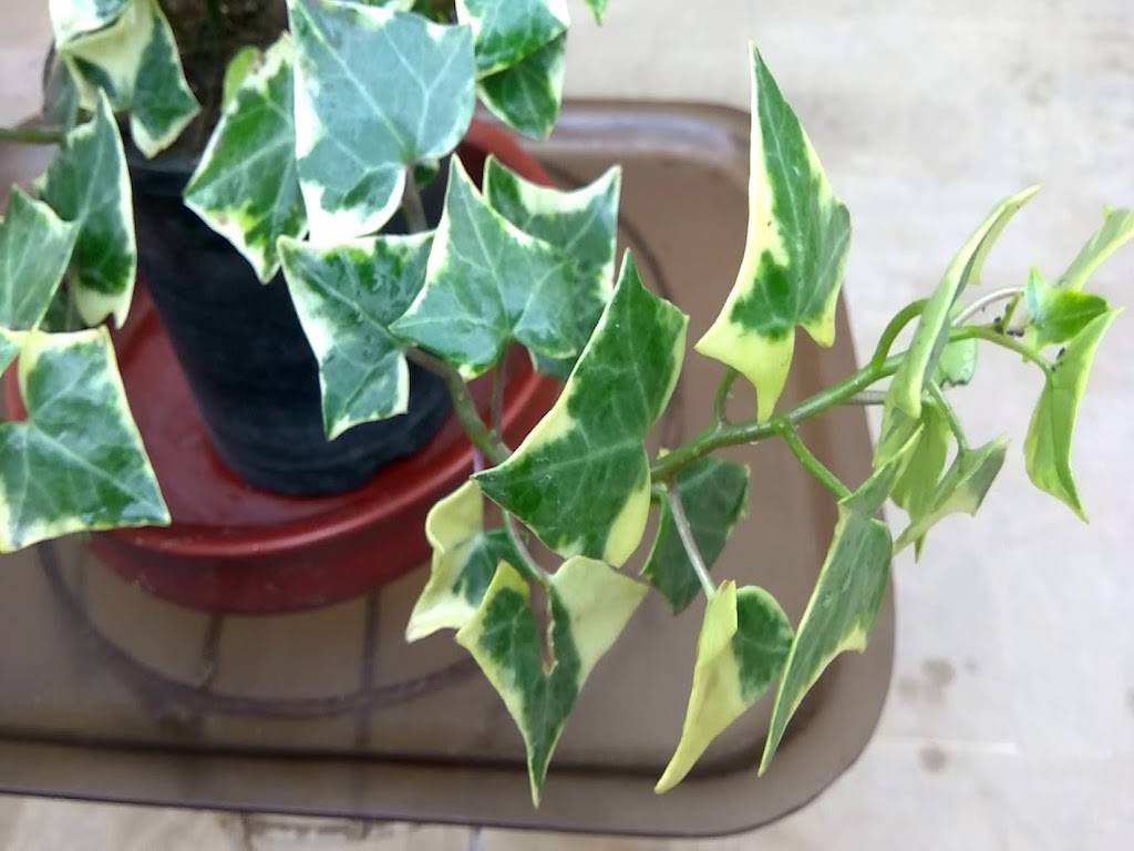 English Ivy Plant