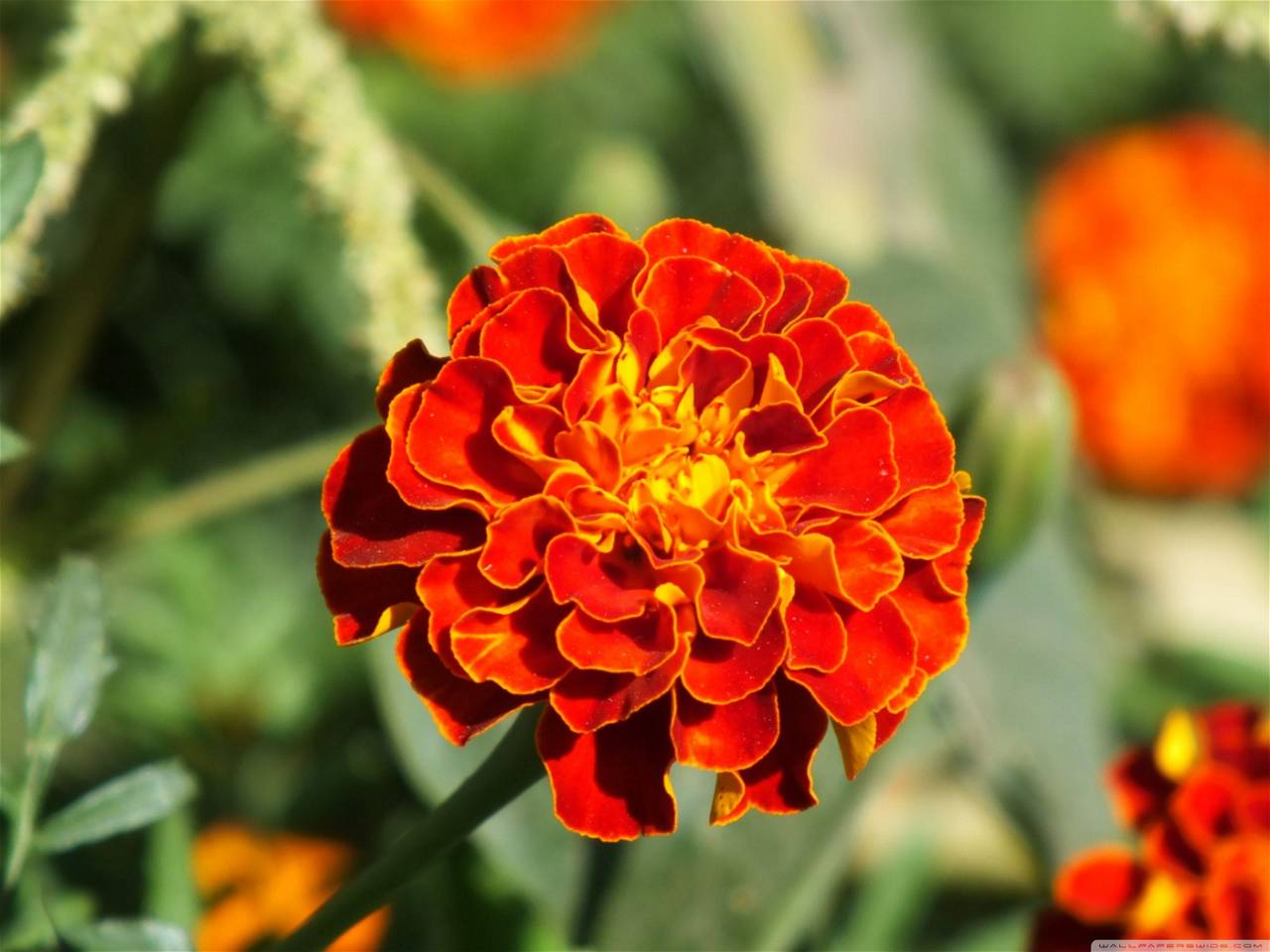 Marigold Flower