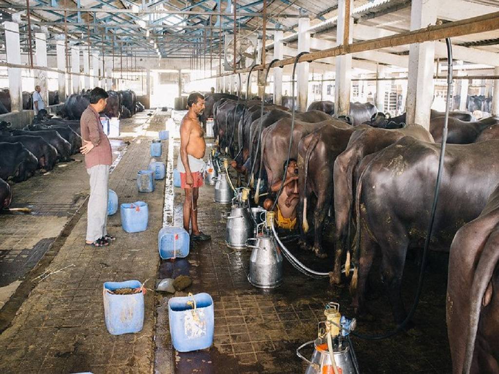 A Dairy Farm