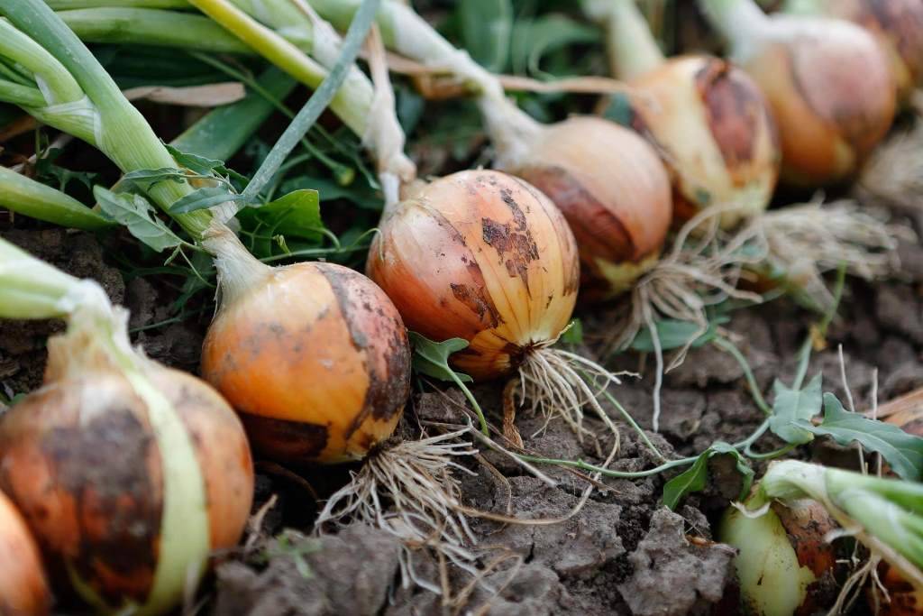 Onion Cultivation