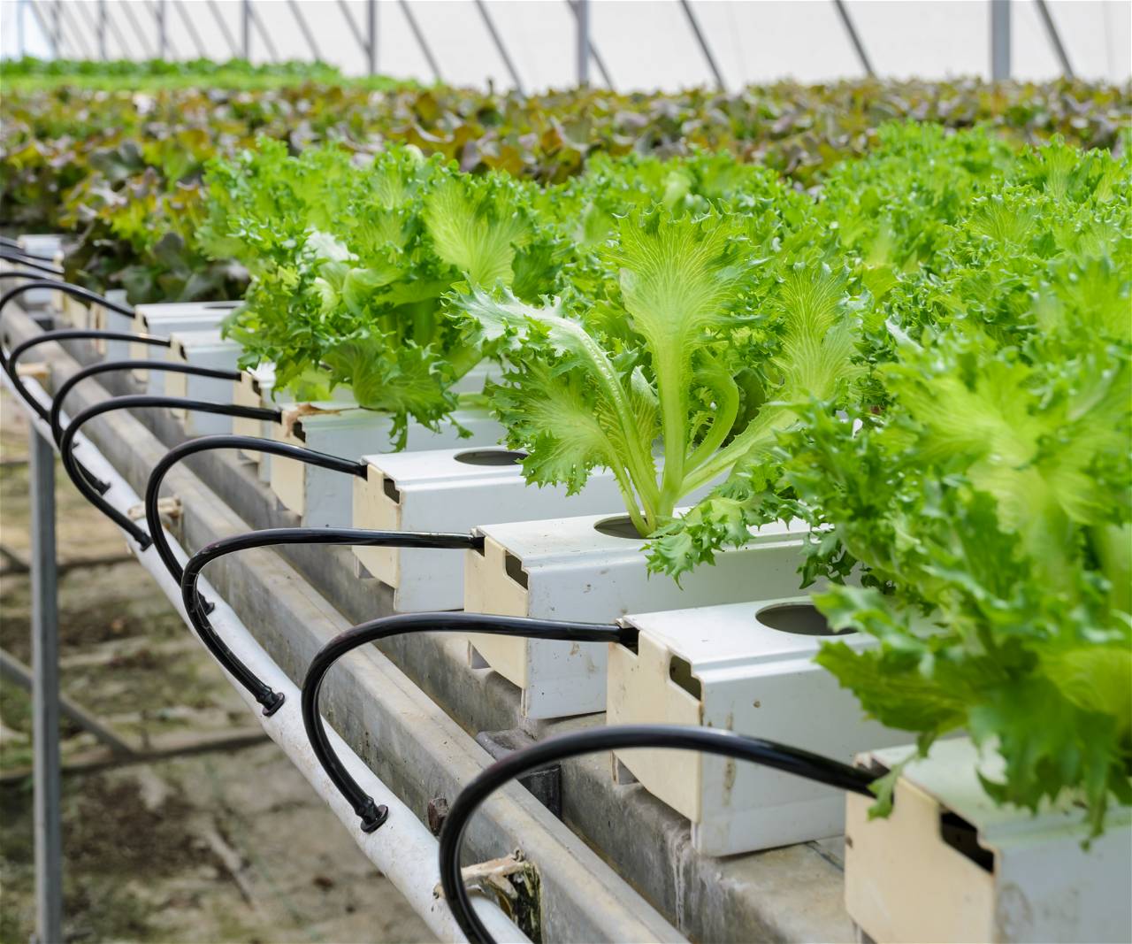 Hydroponic Farming