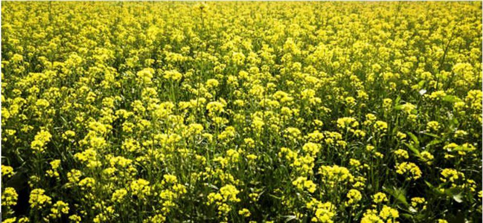 Mustard Field