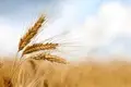 Earn Double-The-Profits With This Yellow Rust Resistant Variety of Wheat Developed By PAU  