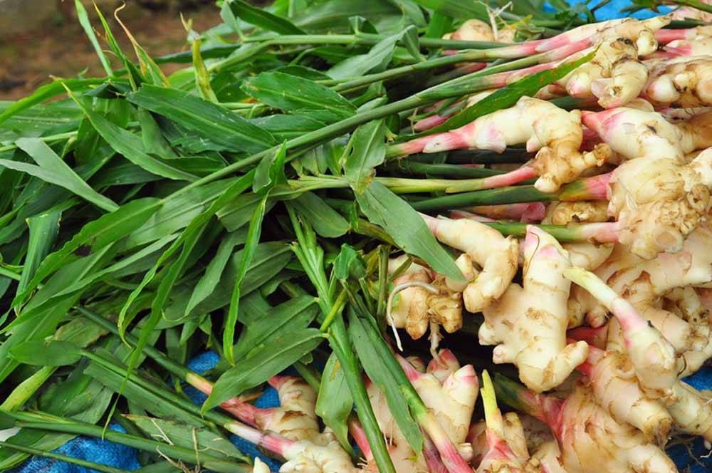 Ginger and its leaves