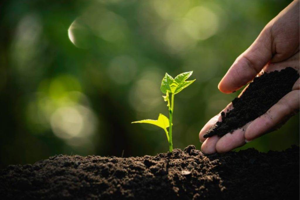 Fertile soil and a small plant