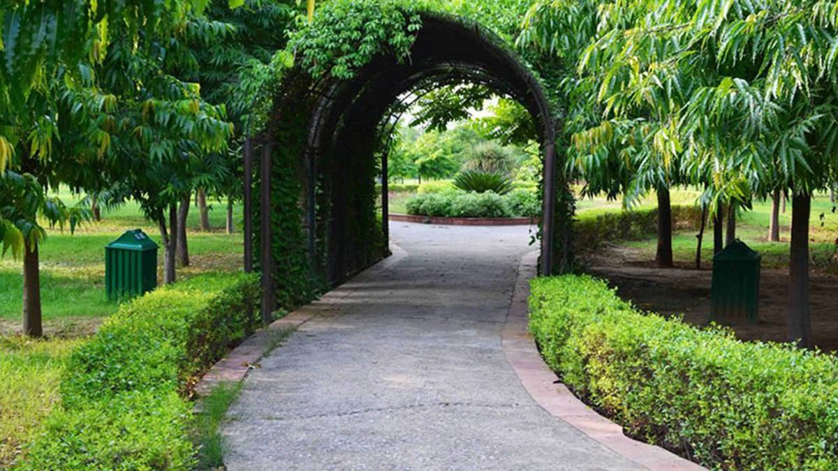 A forest in delhi