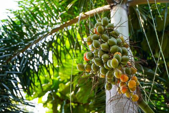 Arecanut Tree