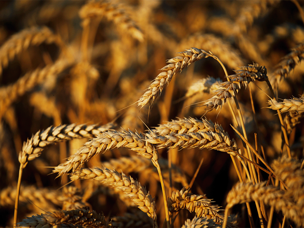 Wheat crop