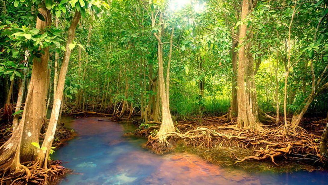 Mangrove Forest