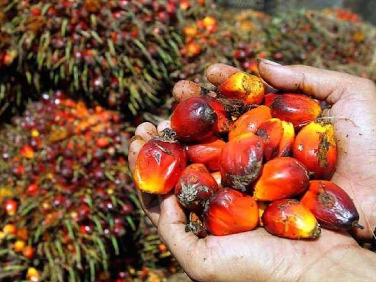 Switch to Soft Oils as Indonesia Restricts Palm Oil