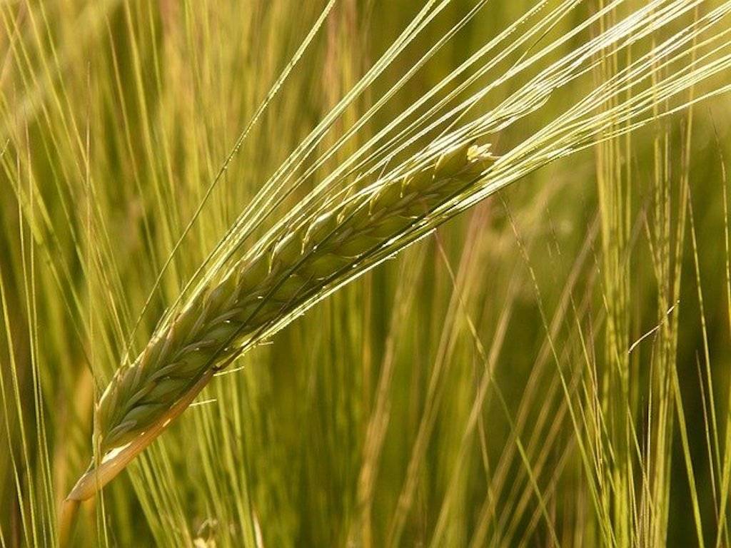 Barley - the most preferred crop