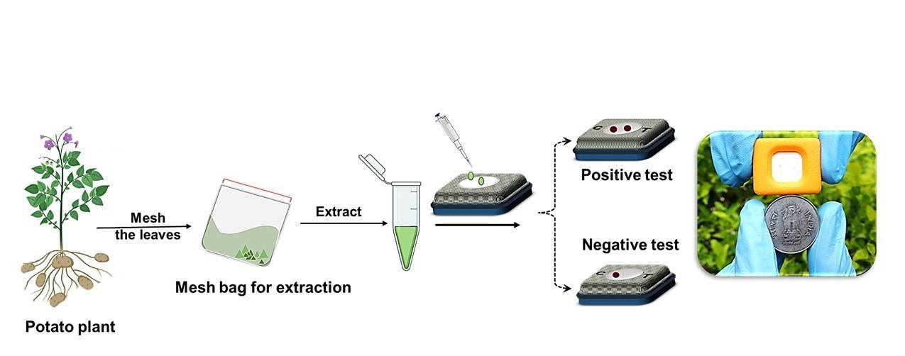 Assay Steps and test result interpretation using vertical flow Immunodevice (VFID)