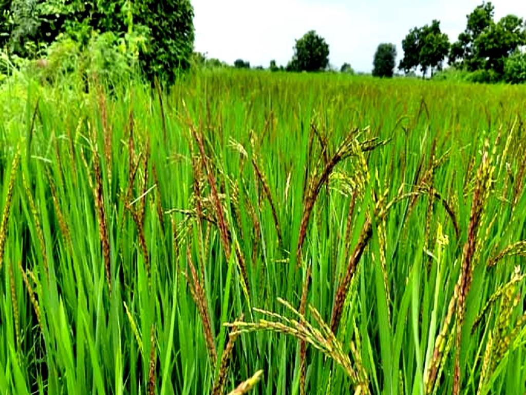 A new rice variety suitable for sodic soil conditions, developed by the ADACRI at Navalur Kuttapattu in Tiruch