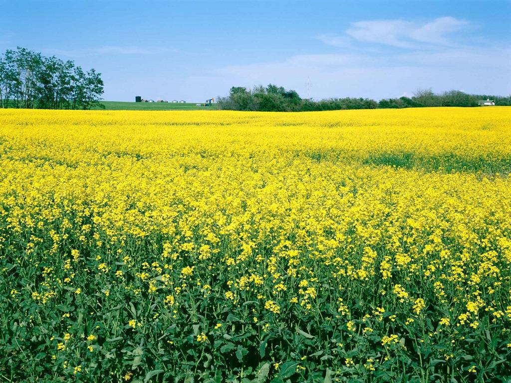 Higher oilseed sowing will tend to fulfill the demand of edible oil