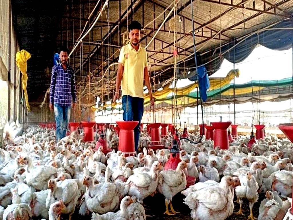 Thalassery breed is believed to have almost doubled the average egg output and is perfect for rural poultry farming