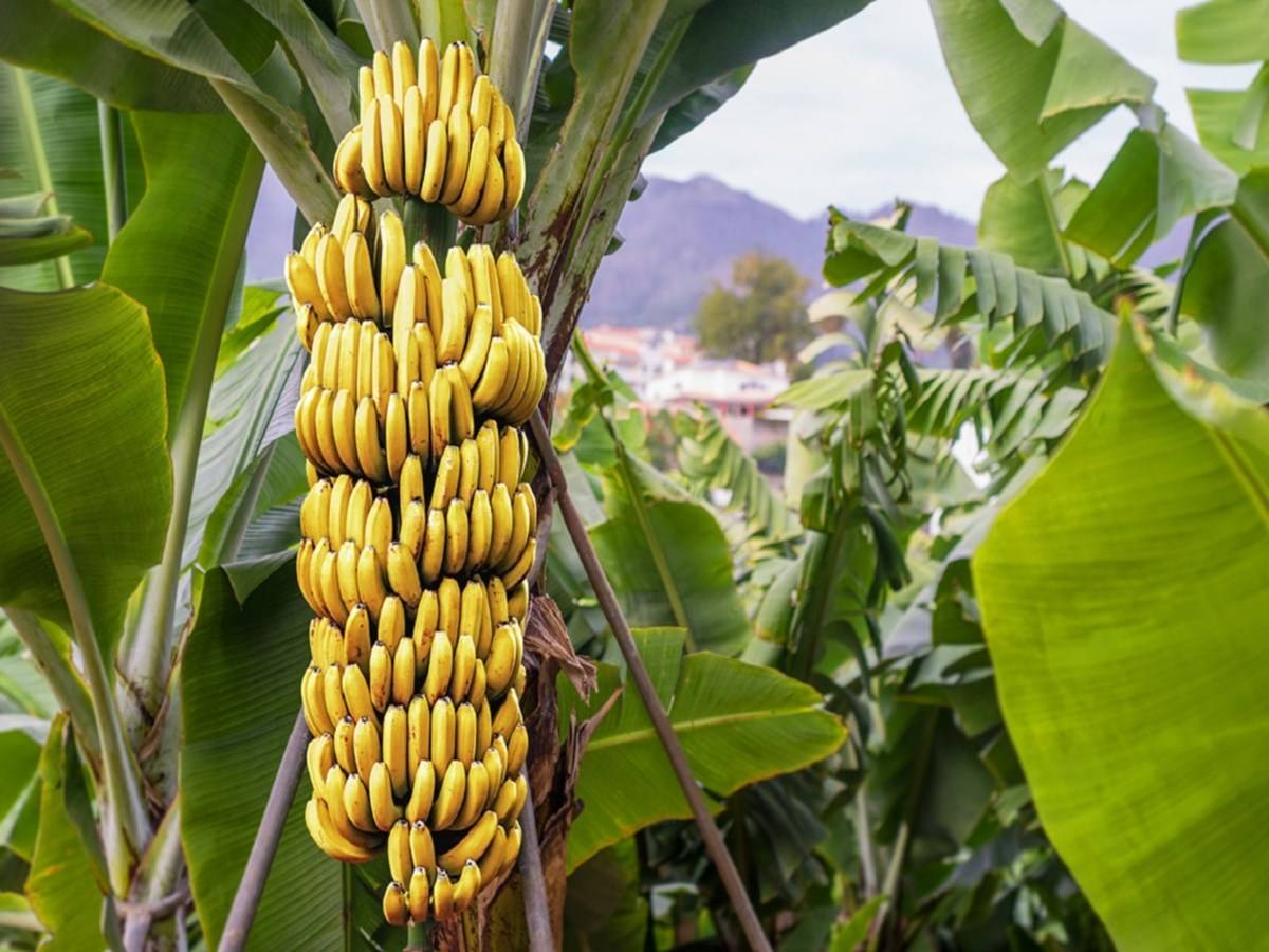 Tamil Nadu is the world's fourth-largest banana producer.
