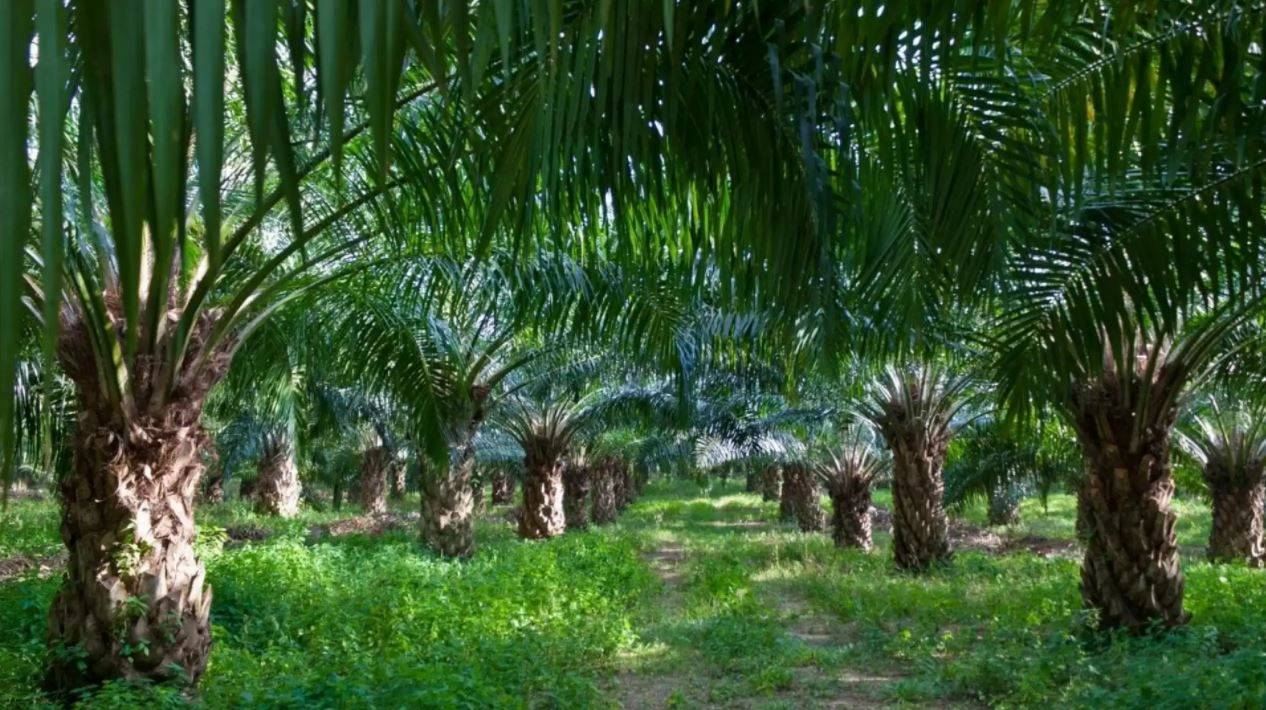 oil palm cultivation business plan