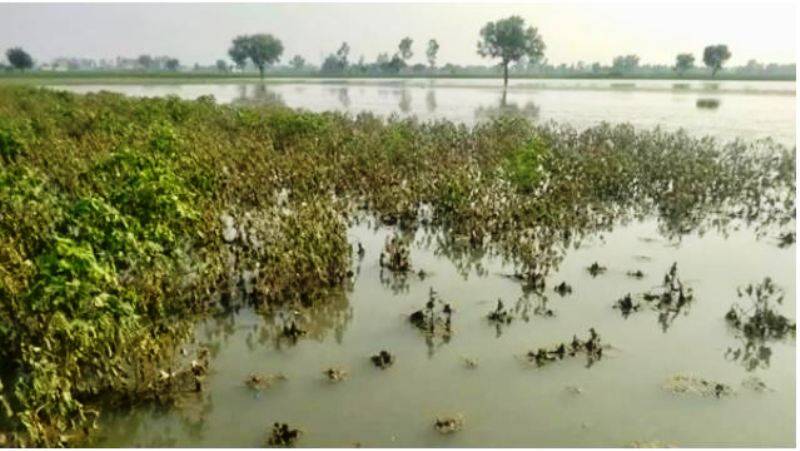 Damaged crop due to rainfall