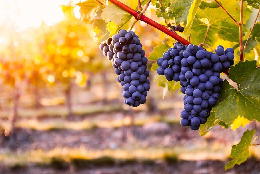 Black Grapes on the branch of tree