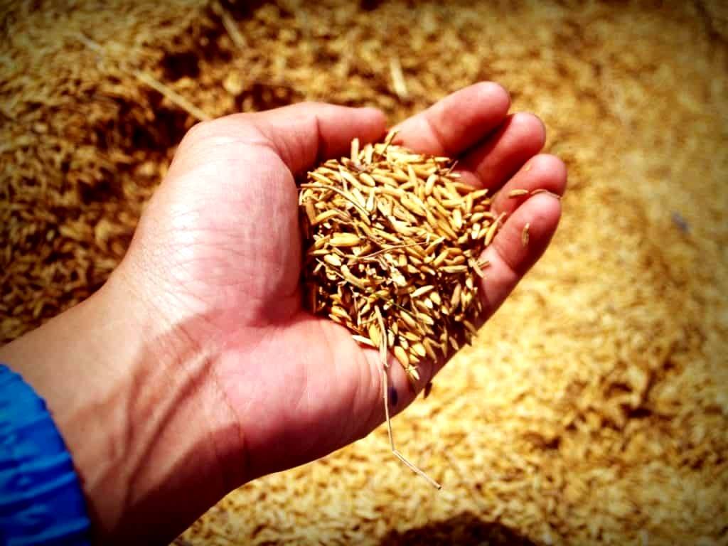 Centre has acquired 606.19 lakh tonnes of paddy so far in the present 2021-22 marketing season