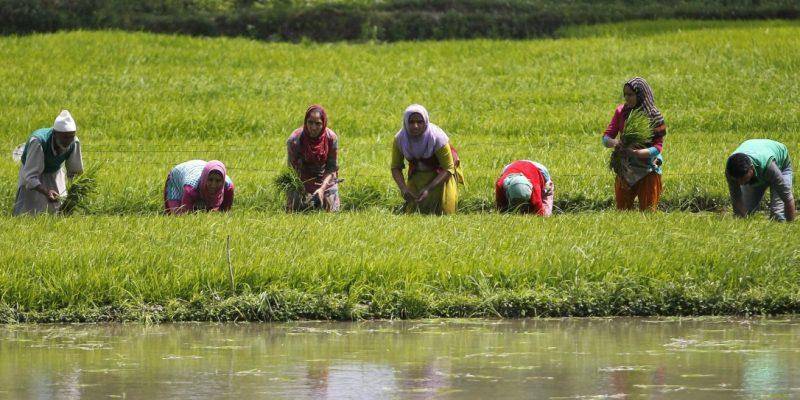 Farmers working in their field