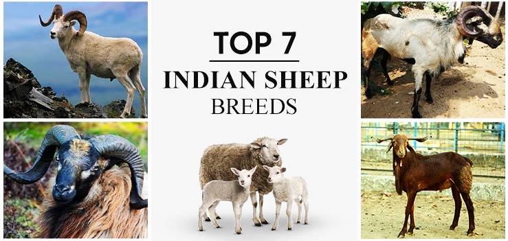 7 Best Sheep Breeds in India