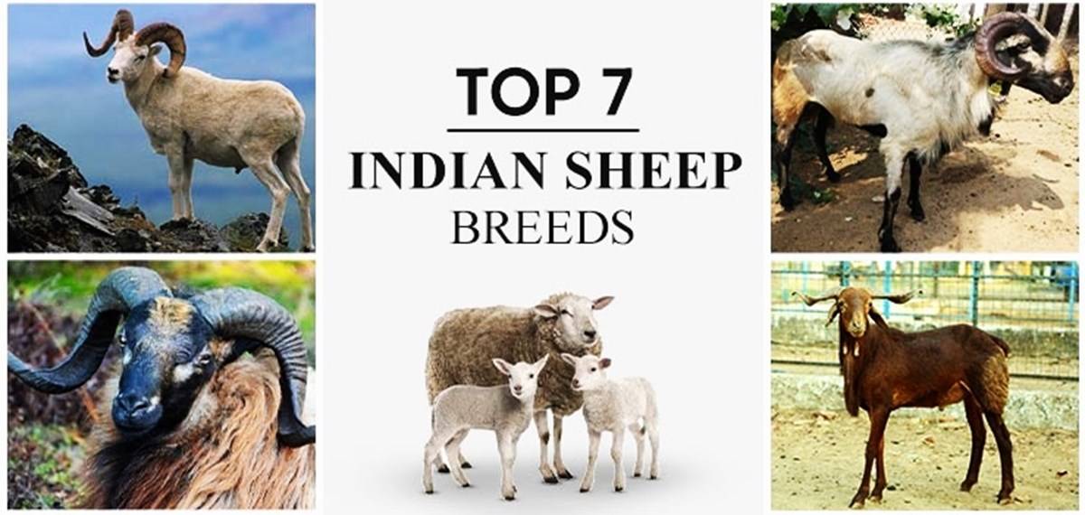 Top 7 Sheep Breeds In India With Features, Varieties & Much More