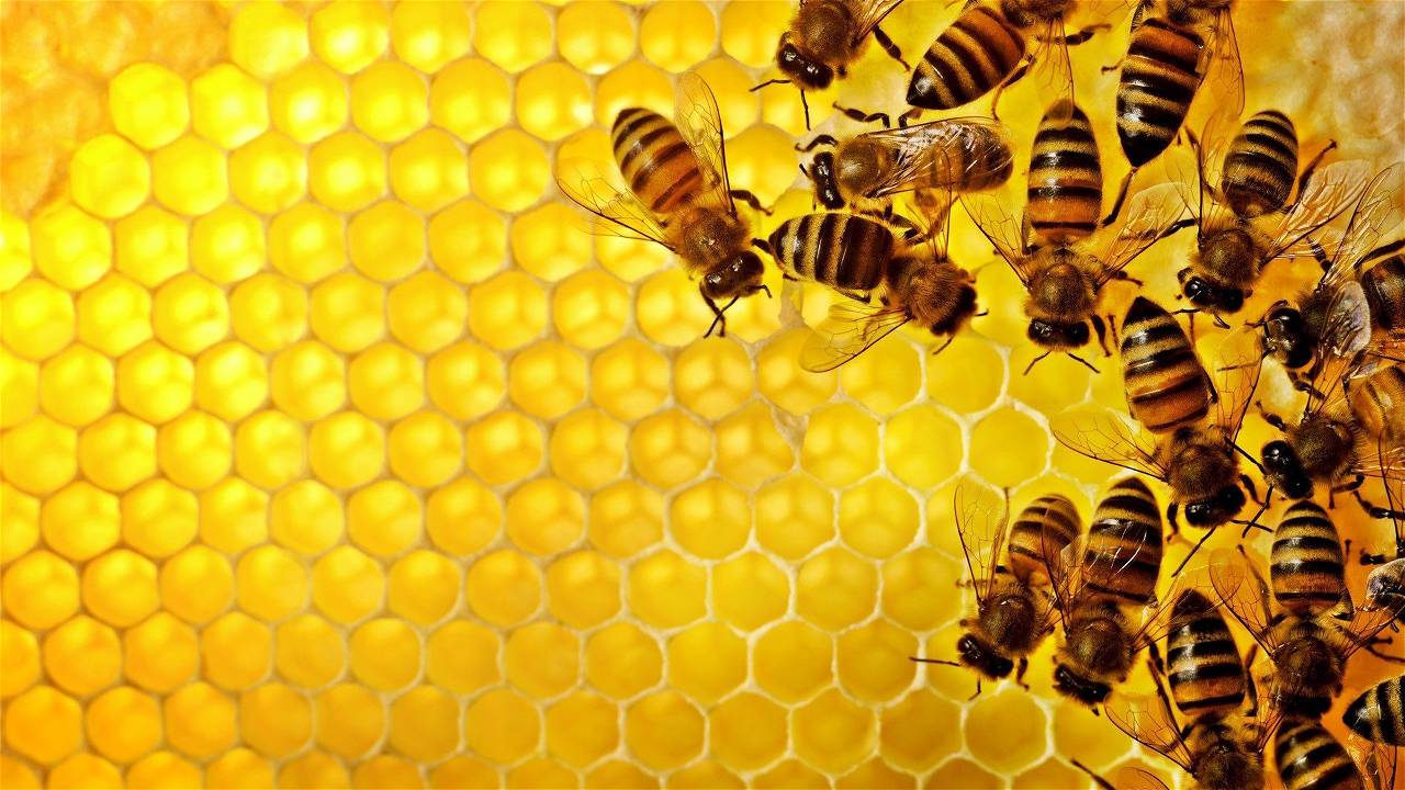 Honeybee Hive