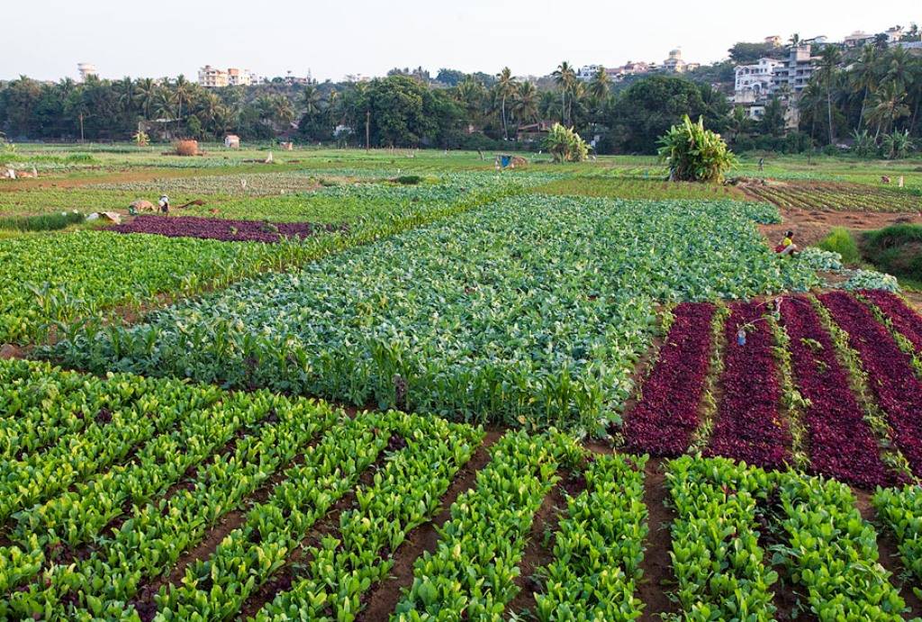 Organic Farming in Goa