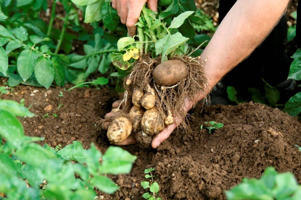 A farmer taking out potatoes from the soil