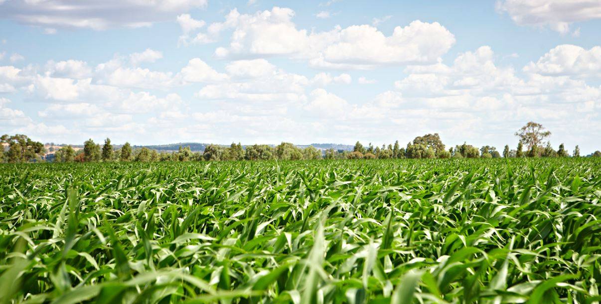 View of Crop field