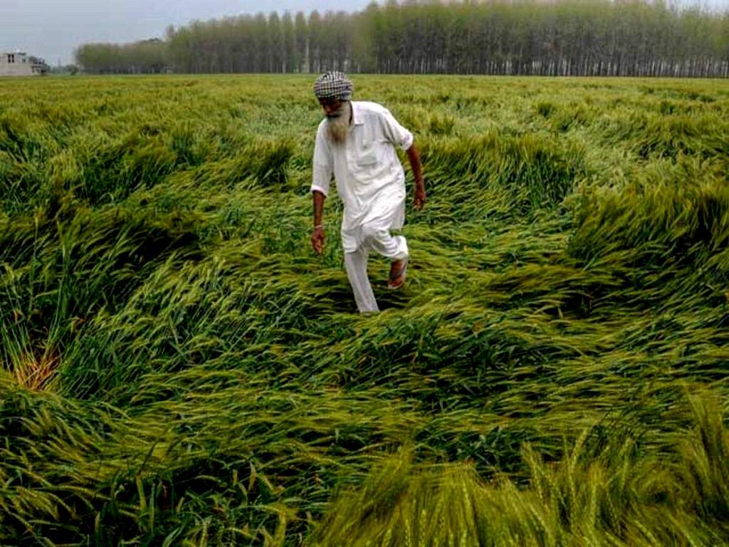Several acres of farmland were destroyed in September and October due to constant rain and waterlogging in fields