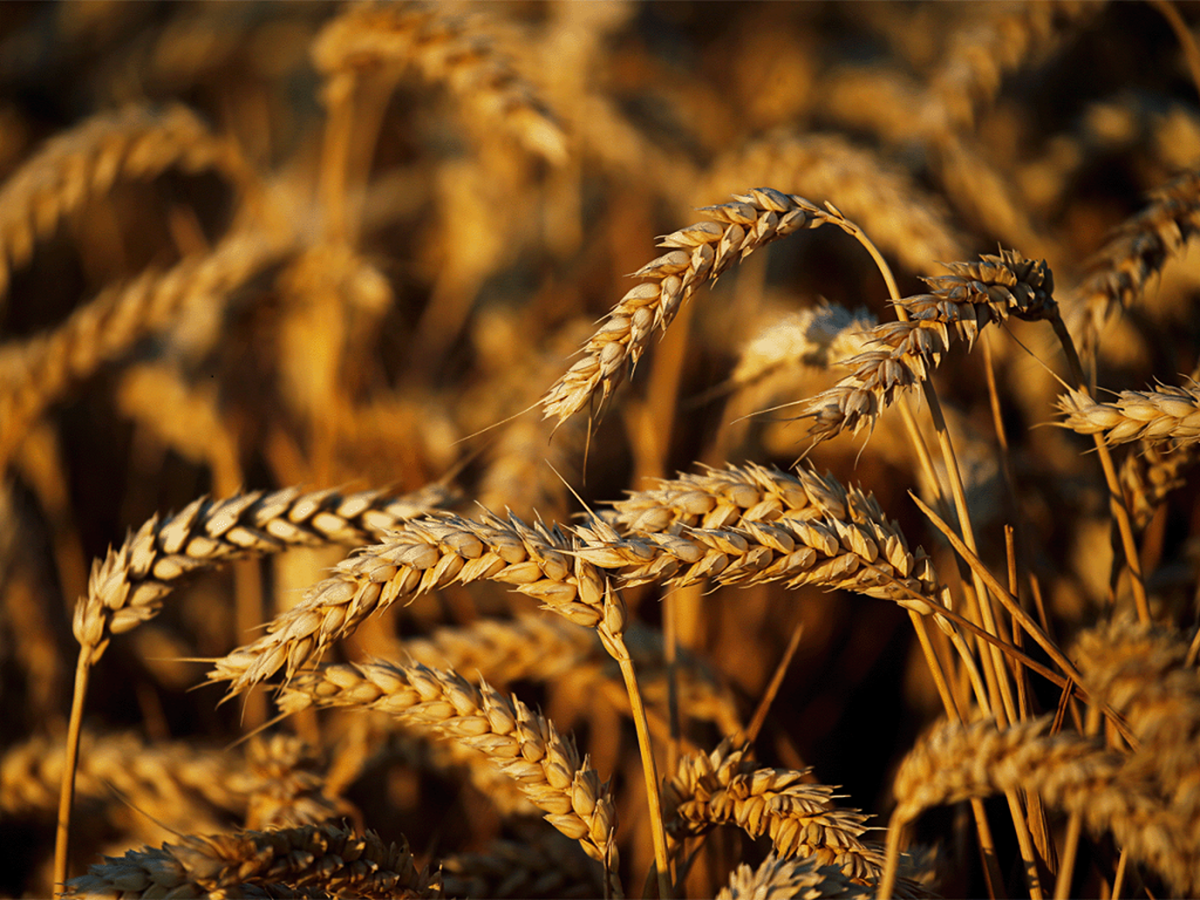 Wheat: A major Rabi crop
