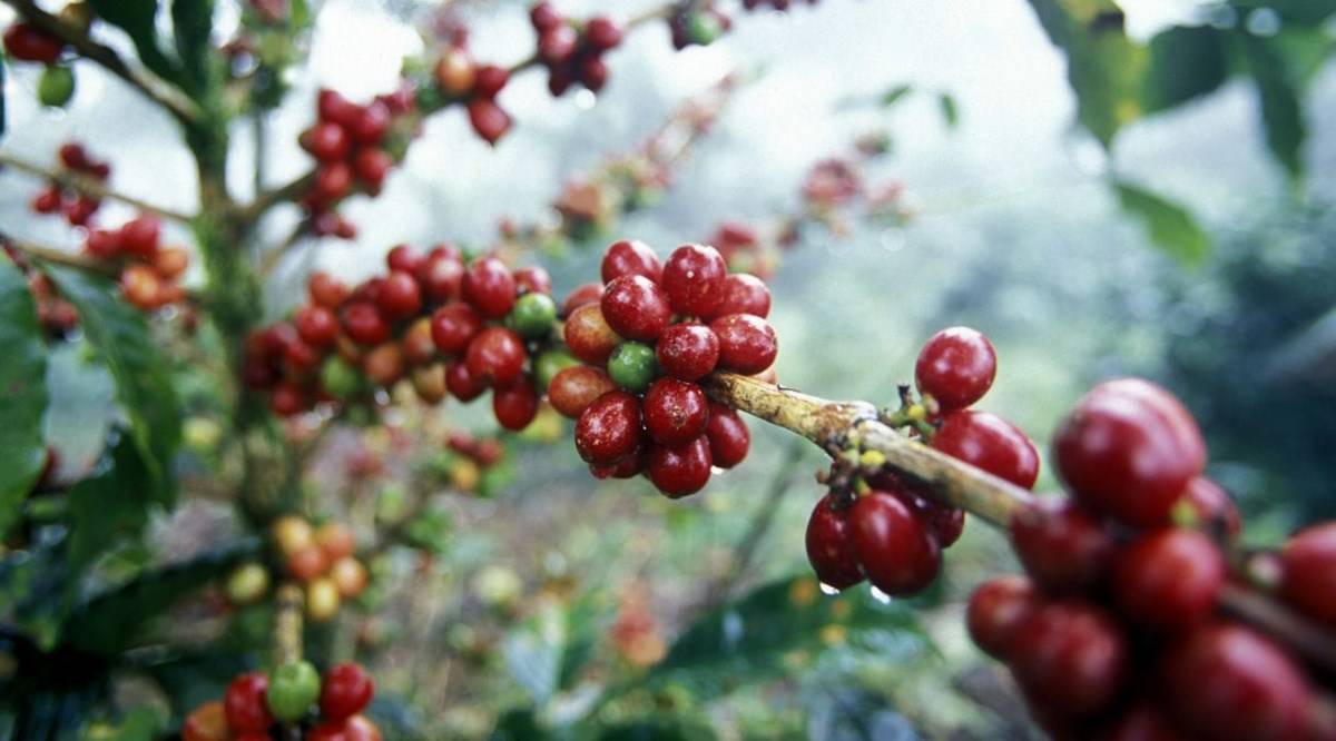 Picture of Coffee Berries