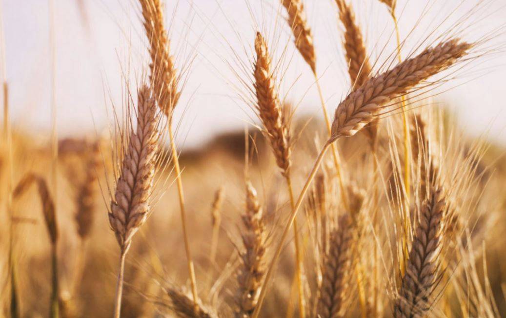 Wheat Field