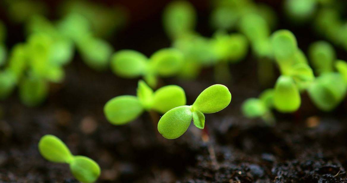 Picture of Seedling