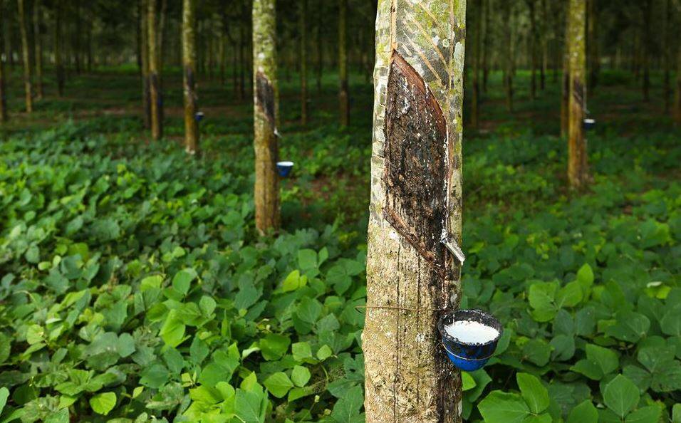 Rubber Plantation