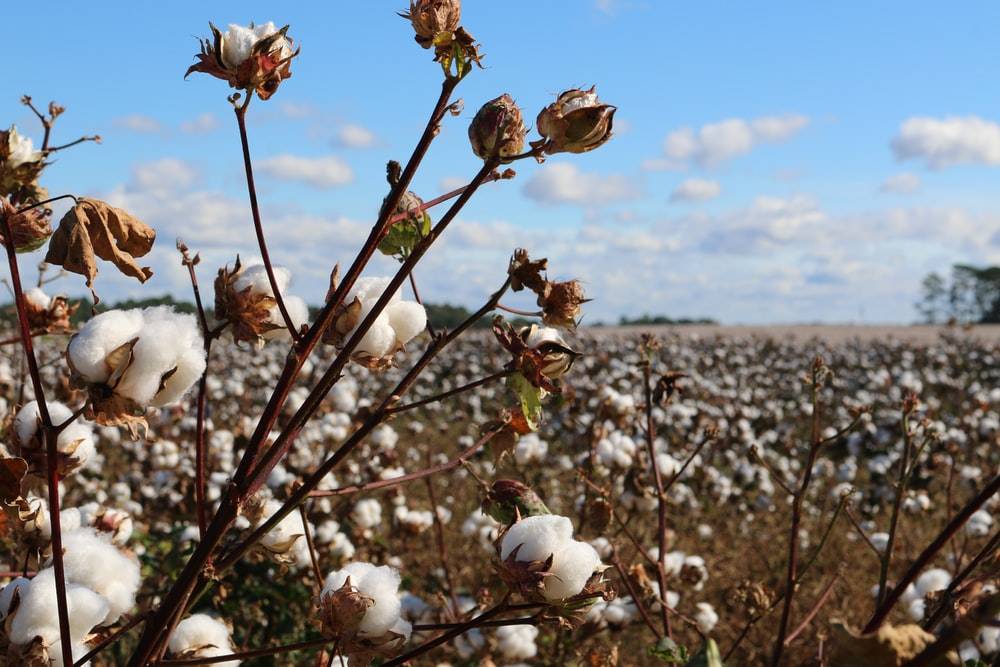 Picture of Cotton Bales