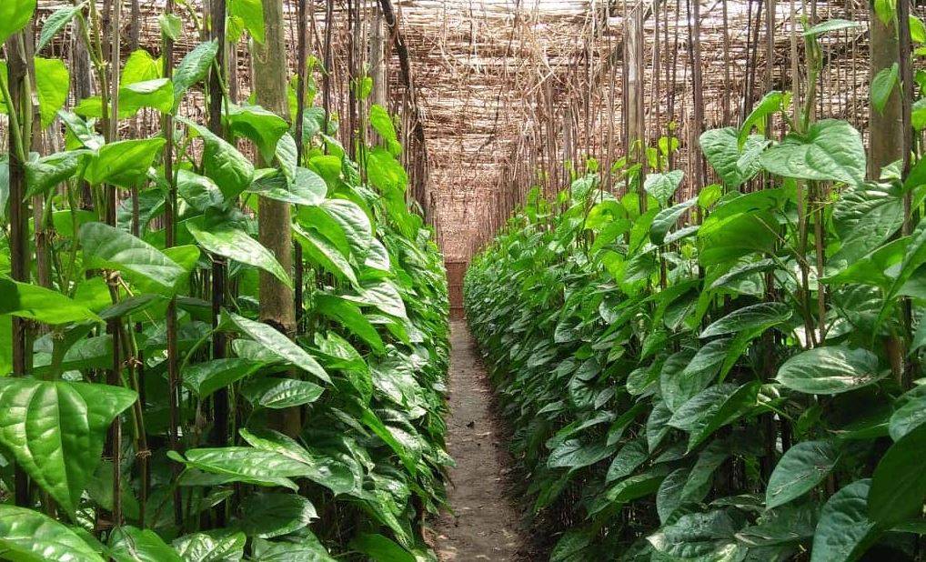 Betel Farming is a good source in Odisha