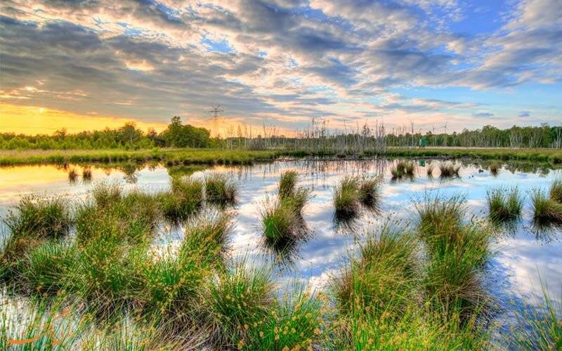 Wetlands International South Asia to hold a Virtual Event for Wetland Awareness