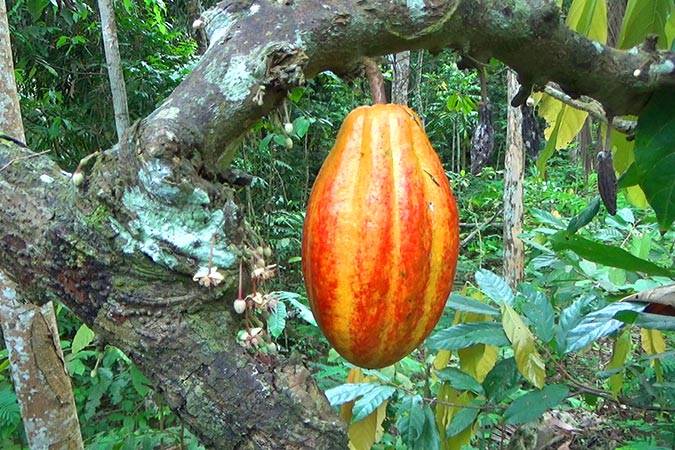 Picture of Cacao Tree