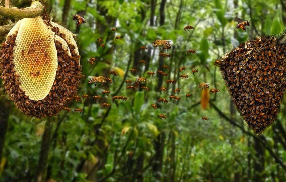 Picture of Honeybee Hive