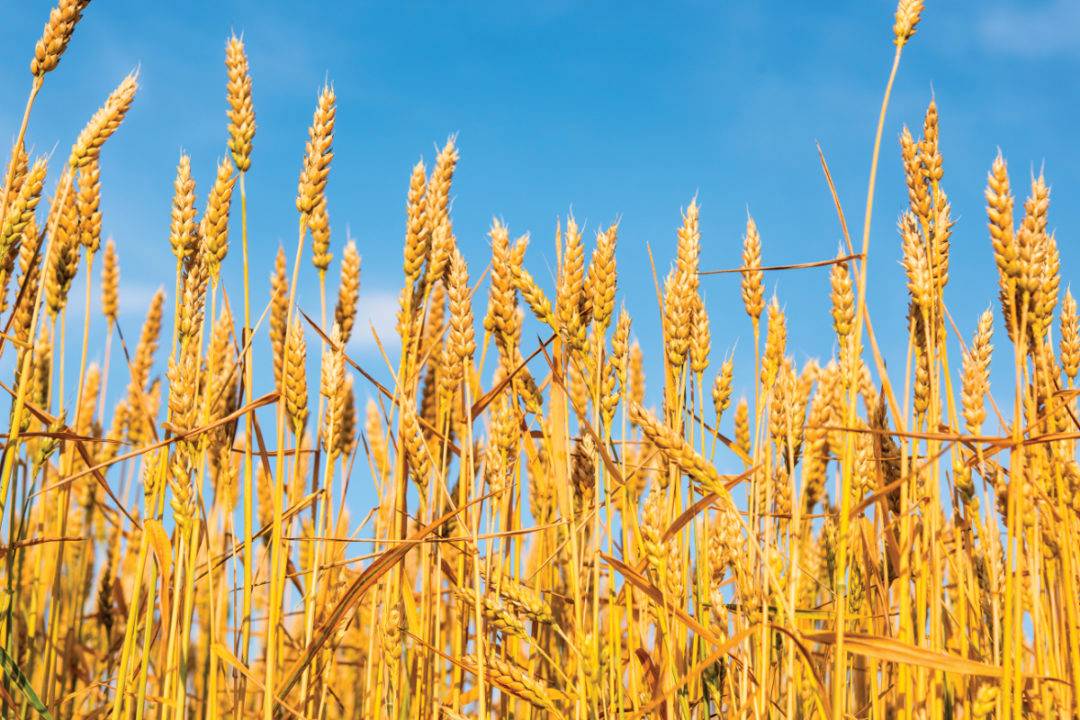 Wheat Field