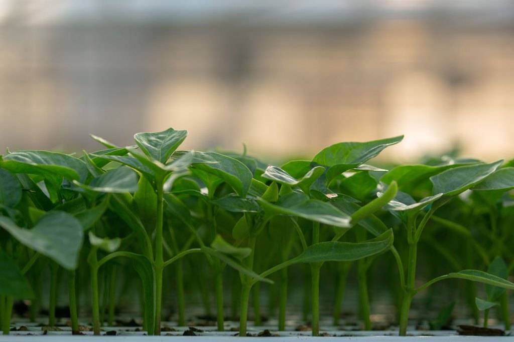 Grafted Vegetable Seedlings