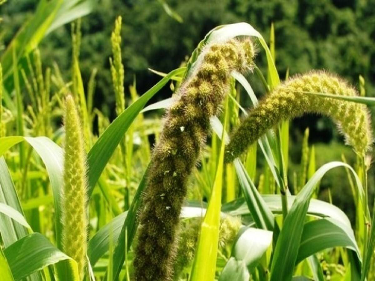 Millets are regarded as the superfood of Future due to their health benefits, easy production and low cost