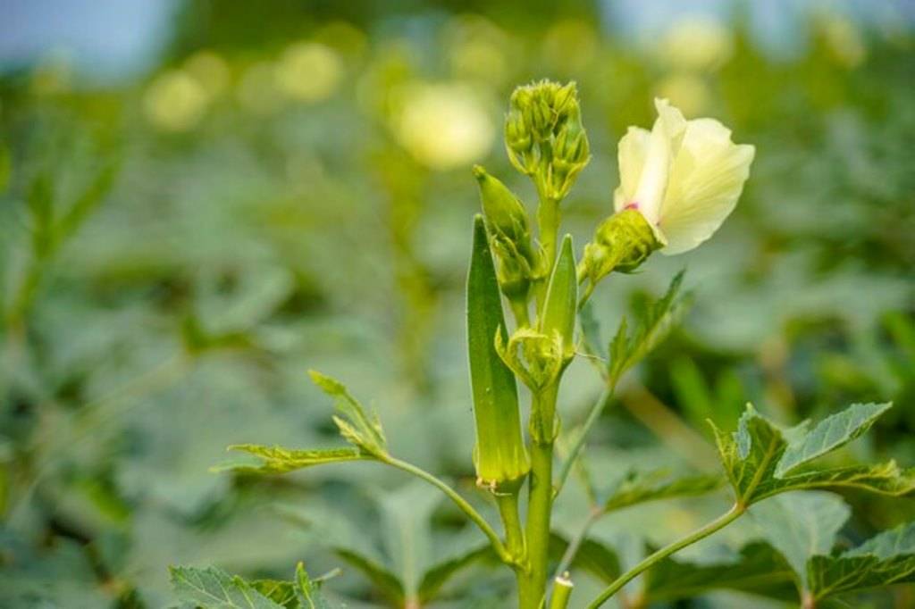 Okra and its plant