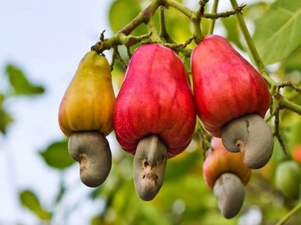 Cashew Nut Cultivation: A Complete Guide For Beginners