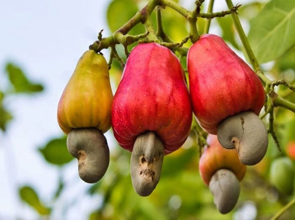 Cashew Nut Cultivation A Complete Guide For Beginners